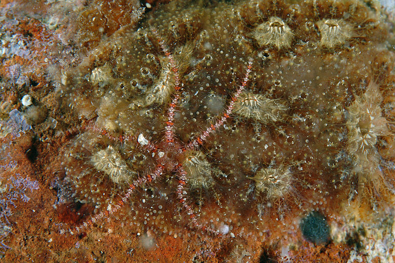 Presenza misteriosa (Ophiothrix fragilis)